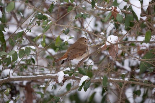 Curious hermit thrush (Catharus guttatus) looking around from its perch on a bush with snow in the background