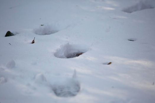 Human tracks deep in the thick, white snow