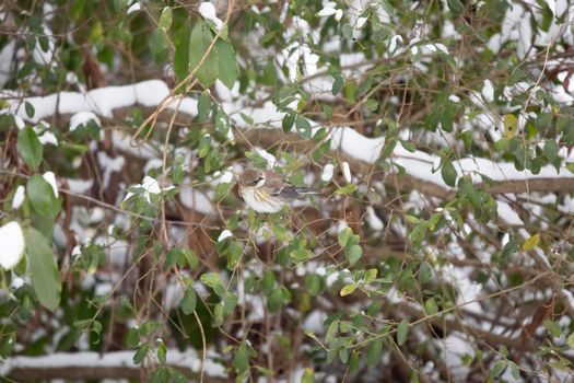 Female yellow-rumped warbler (Setophaga coronata) looking around from a snow-covered bush