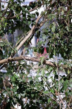 White-throated sparrow (Zonotrichia albicollis) singing near a pile of snow on a tree limb