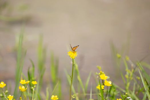 Pearl crescent butterfly (Phyciodes tharos) on a yellow flower