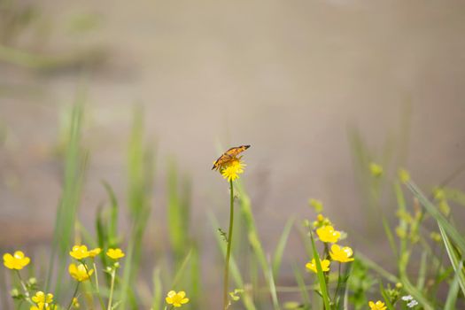 Pearl crescent butterfly (Phyciodes tharos) landing on a yellow flower