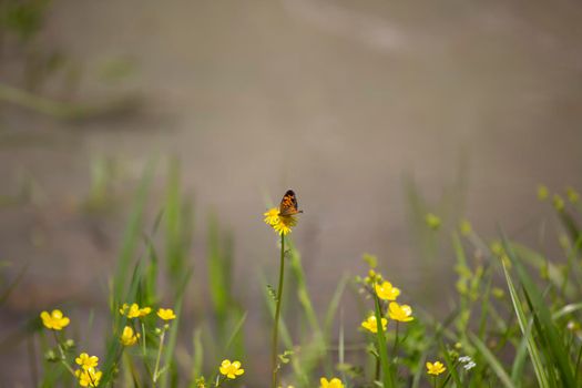 Pearl crescent butterfly (Phyciodes tharos) on a yellow flower