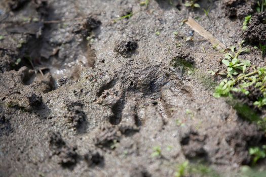 Pair of raccoon (Procyon lotor) tracks in the mud