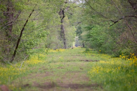 Mud, green grass, and yellow flowers along a cleared pathway through a forest