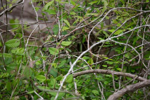 Green leaves in a pile of debris from a storm