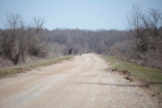 Pair of out of focus coyotes (Canis latrans) down a desolate dirt road