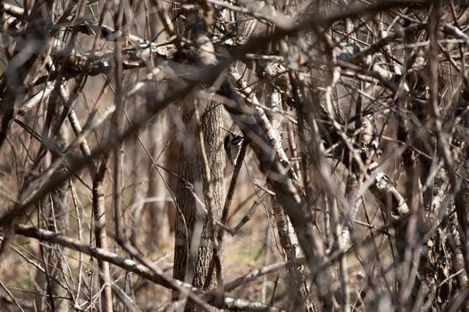 Downy woodpecker (Picoides pubescens) foraging on a tree branch