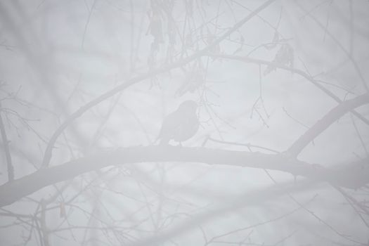 Majestic American robin (Turdus migratorius) perched on a tree branch in a fog