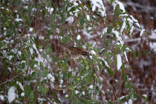White-throated sparrow (Zonotrichia albicollis) foraging for a purple berry on a snow-covered bush