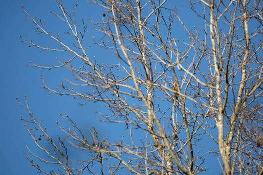 Male yellow-shafted northern flicker (Colaptes auratus) turning to the side curiously from a tree branch