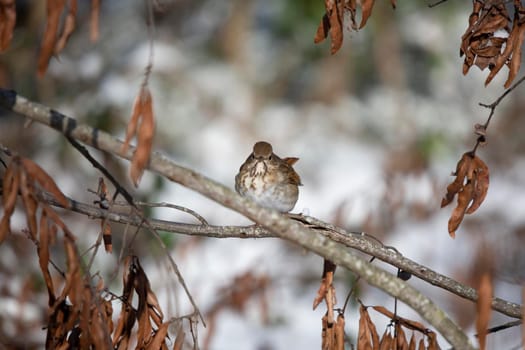 Hermit thrush (Catharus guttatus) on a branch with snow in the background