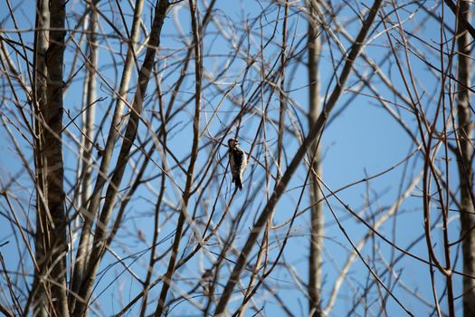 Downy woodpecker (Picoides pubescens) with its head cocked back preparing to drill into a tree branch