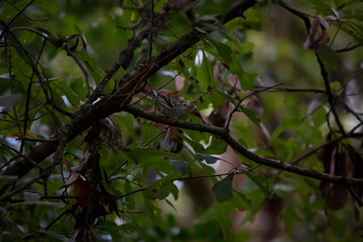 Black and white warbler (Mniotilta varia) foraging in an oak tree