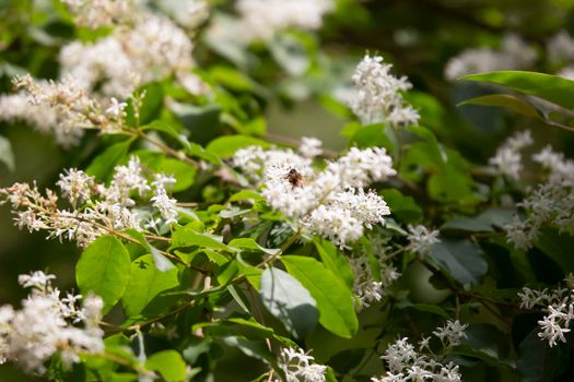 Honeybee (Apis) pollinating white blooms on a plant