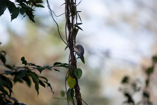 Tufted-titmouse (Baeolophus bicolor) perched on a large vine, facing away