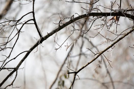 Ice covering tree limbs on a cold day