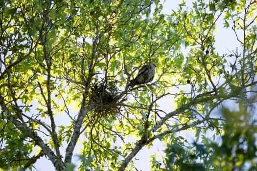 Mississippi kite (Ictinia mississippiensis) looking out curiously from a perch on a tree branch near its nest