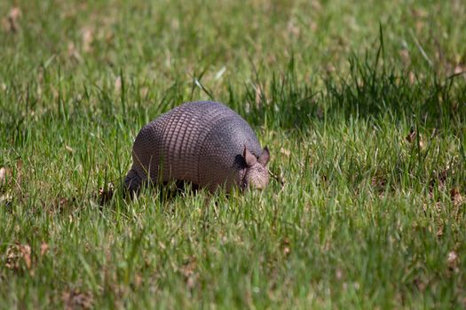 Nine-banded armadillo (Dasypus novemcinctus) foraging for insects in green grass in an open field