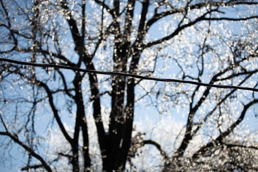 Ice covering a powerline in front of an ice-covered tree 