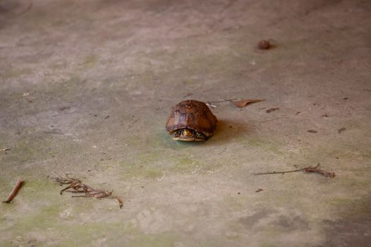 Eastern box turtle (Terrapene carolina carolina) in its shell  on cement