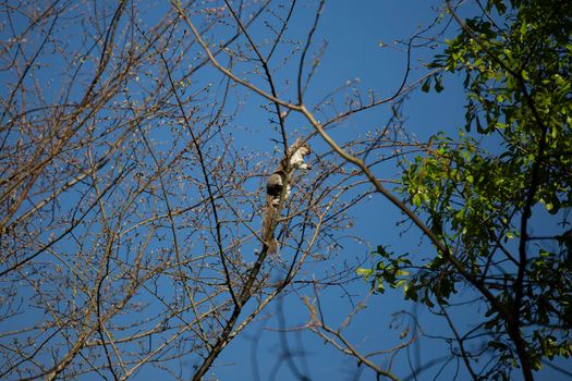 Eastern gray squirrel (Sciurus carolinensis) foraging on a tree