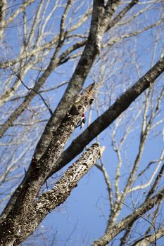 Redheaded woodpecker (Melanerpes erythrocephalus) dipping its head into a nesting cavity