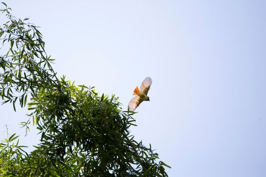 Great-crested flycatcher (Myiarchus crinitus) flying off a tree