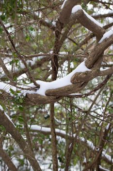 Large, twisted vine covered in snow, hanging above a snow-covered ground