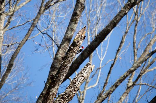 Adult redheaded woodpecker (Melanerpes erythrocephalus) foraging on a tree trunk