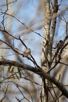 White-throated sparrow (Zonotrichia albicollis) looking out from its perch on a tree branch