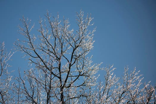 Ice covering tree limbs on a pretty, blue day