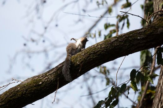 Eastern gray squirrel (Sciurus carolinensis) grooming on a tree branch