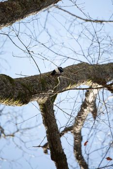 Adult redheaded woodpecker (Melanerpes erythrocephalus) foraging on a tree branch