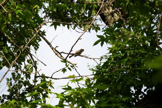 Curious great-crested flycatcher (Myiarchus crinitus) looking down from its perch on a tree