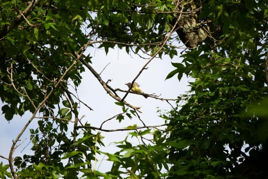 Great-crested flycatcher (Myiarchus crinitus) taking flight from a clearing between tree branches