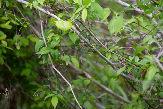 Common green darner (Anax junius) hanging from a limb