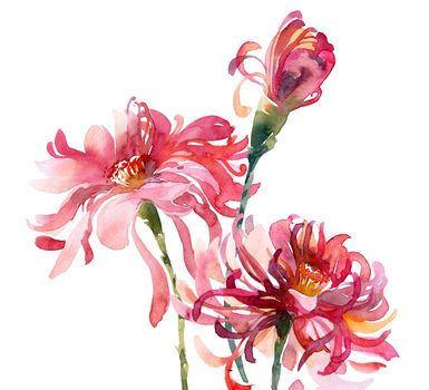 Watercolor illustration of chrysanthemum bouquet - pink flowers and bud