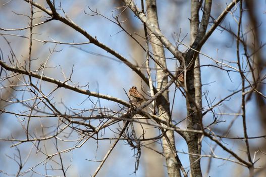 White-throated sparrow (Zonotrichia albicollis) looking out from its perch on a tree branch