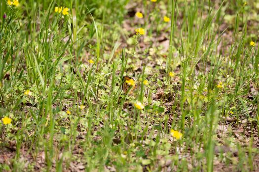 Monarch butterfly (Danaus plexippus) perched on a green weed