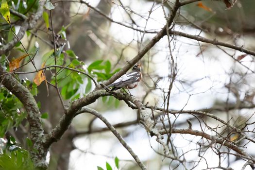 Curious leucisitic American robin (Turdus migratorius) looking around