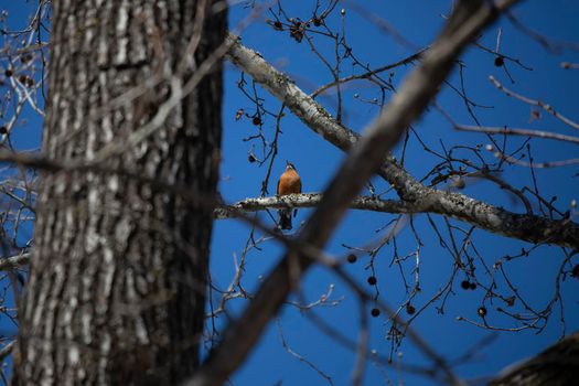 Majestic American robin (Turdus migratorius) looking out from its perch on a tree branch