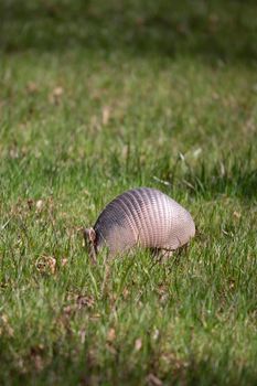Nine-banded armadillo (Dasypus novemcinctus) foraging for insects in green grass in an open field