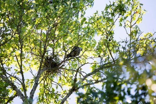 Mississippi kite (Ictinia mississippiensis) looking down curiously from a perch on a tree branch near its nest