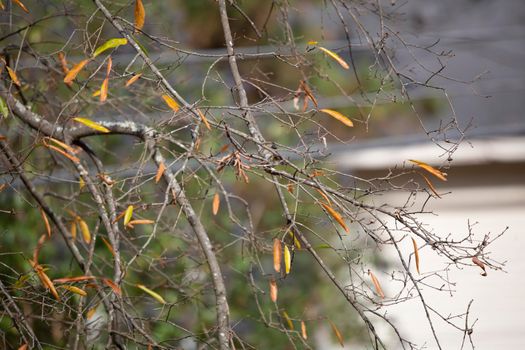 Female yellow-rumped warbler (Setophaga coronata) peeking through tree twigs