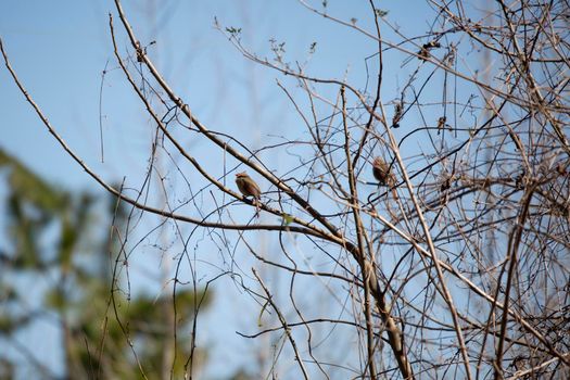 Curious female northern cardinal (Cardinalis cardinalis) looking around from her perch on a bare tree