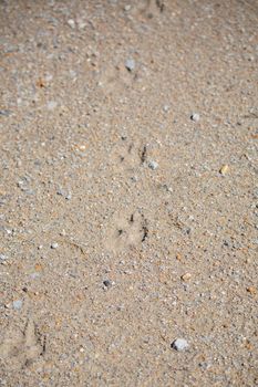 Coyote (Canis latrans) tracks leading down a path on a dirt road