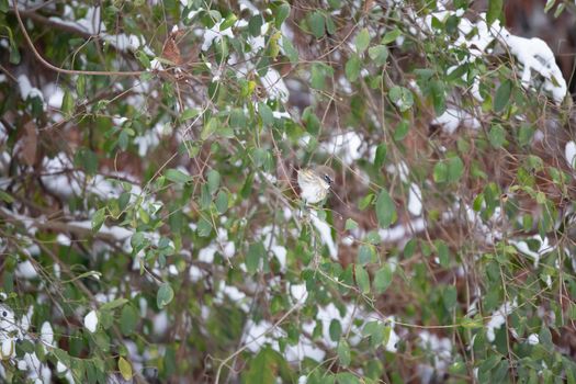 Female yellow-rumped warbler (Setophaga coronata) singing from a snow-covered bush