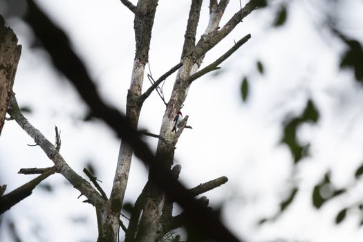 Red-headed woodpecker (Melanerpes erythrocephalus) looking around majestically from its perch on a tree on a gray, dreary day