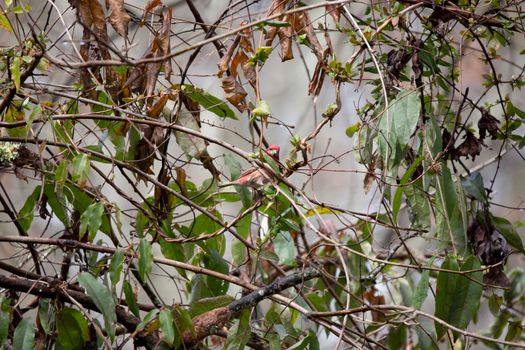 Curious male purple finch (Haemorhous purpureus) looking around from its perch on a bush